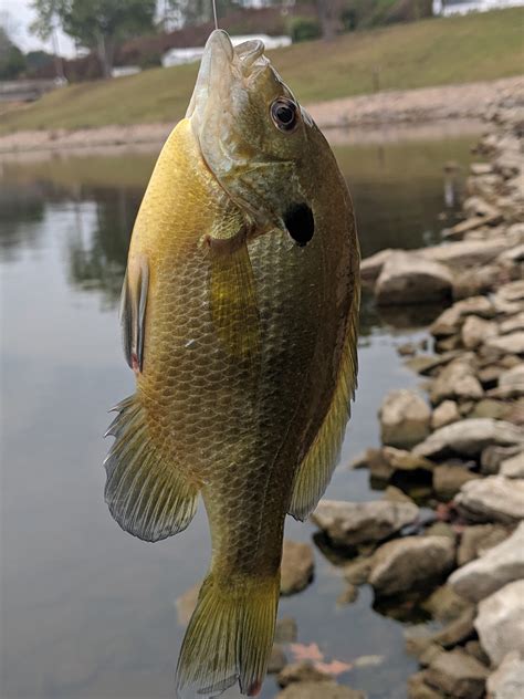 Bluegill: The Complete Fishing Guide .